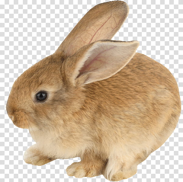 Mountain, Hare, Netherland Dwarf Rabbit, Mini Lop, Fur, Holland Lop, Lop Rabbit, New England Cottontail transparent background PNG clipart