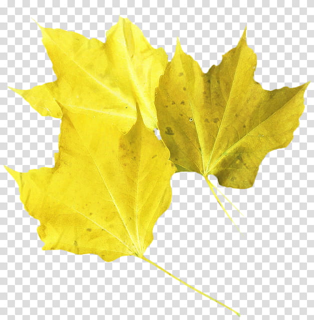 Family Tree, Maple Leaf, Yellow, Black Maple, Plane, Plant, Woody Plant, Deciduous transparent background PNG clipart