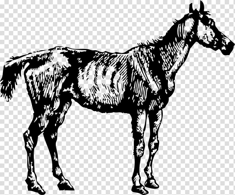 Horse Horse, Old Nag, Drawing, Silhouette, Line Art, Mane, Wildlife, Animal Figure transparent background PNG clipart