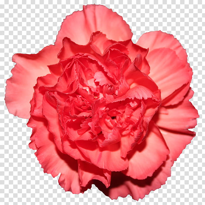 Flores, red flower transparent background PNG clipart