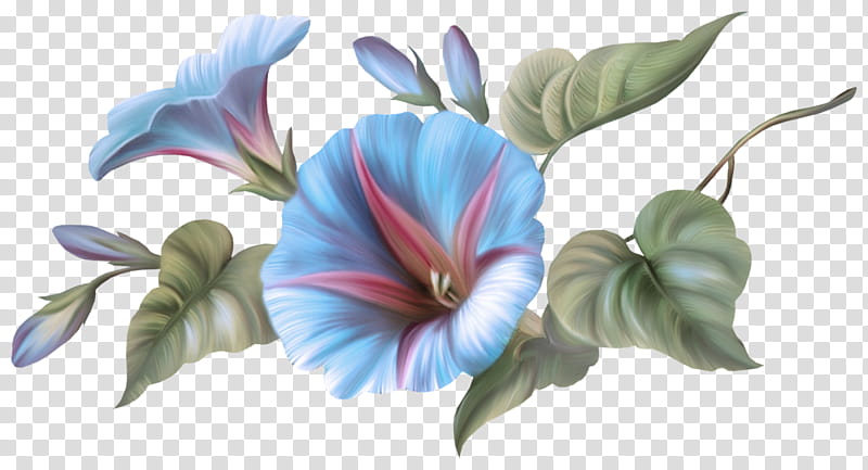 flower hawaiian hibiscus plant petal flowering plant, Anthurium, Morning Glory, Morning Glory Family transparent background PNG clipart