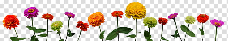 Zinnias, assorted-color daisy flowers transparent background PNG clipart