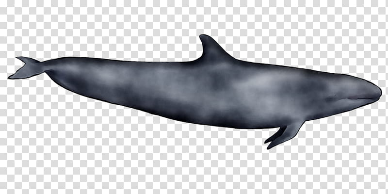 Shark Fin, Shortbeaked Common Dolphin, Roughtoothed Dolphin, Wholphin, Whitebeaked Dolphin, Toothed Whale, Whales, Longbeaked Common Dolphin transparent background PNG clipart