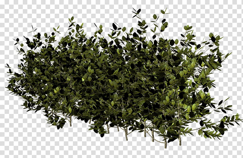 Oak Tree Leaf, Animation, Shrub, Branch, Tree Stump, Deutzia, Viburnum, Plant transparent background PNG clipart