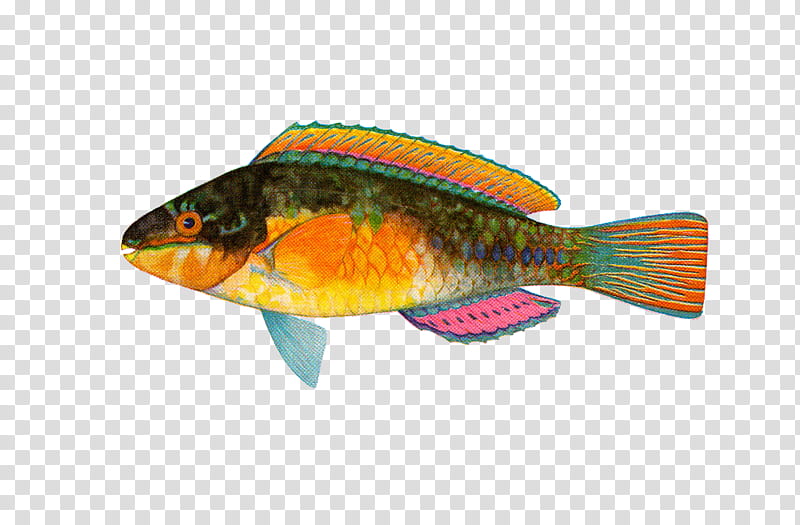 yellow and green fish transparent background PNG clipart