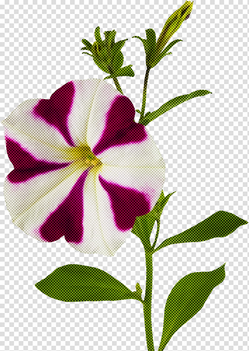 flower plant petal periwinkle petunia, Morning Glory, Impatiens transparent background PNG clipart