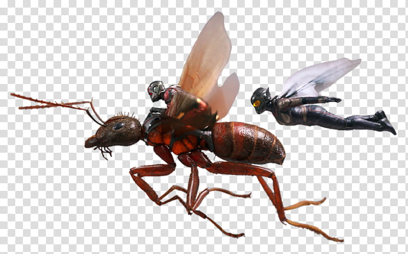 Antman and the Wasp, Marvel Antman and Wasp transparent background PNG clipart