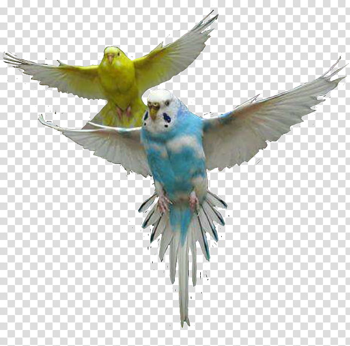 Bird Parrot, Budgerigar, Macaw, Parakeet, Pet, Roseringed Parakeet, Companion Parrot, Eclectus Parrot transparent background PNG clipart