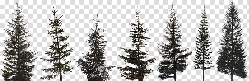 Family Tree, Conifers, Scots Pine, Bark, Branch, Black Spruce, Shortleaf Black Spruce, Lodgepole Pine transparent background PNG clipart