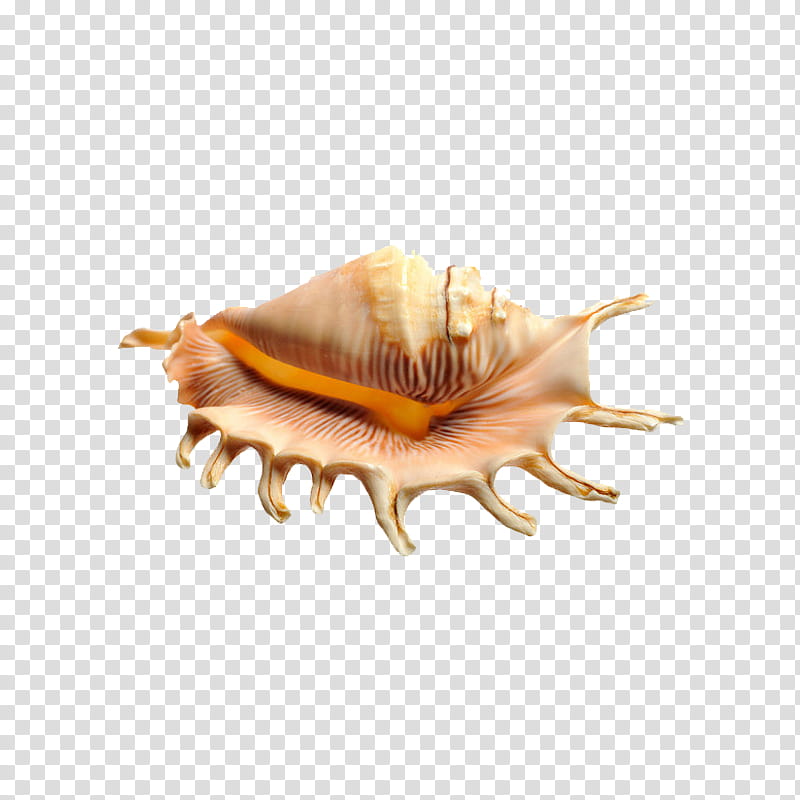 Beach, Seashell, Snail, Mollusc Shell, Shellfish, Pearl, Sea Snail, Conch transparent background PNG clipart