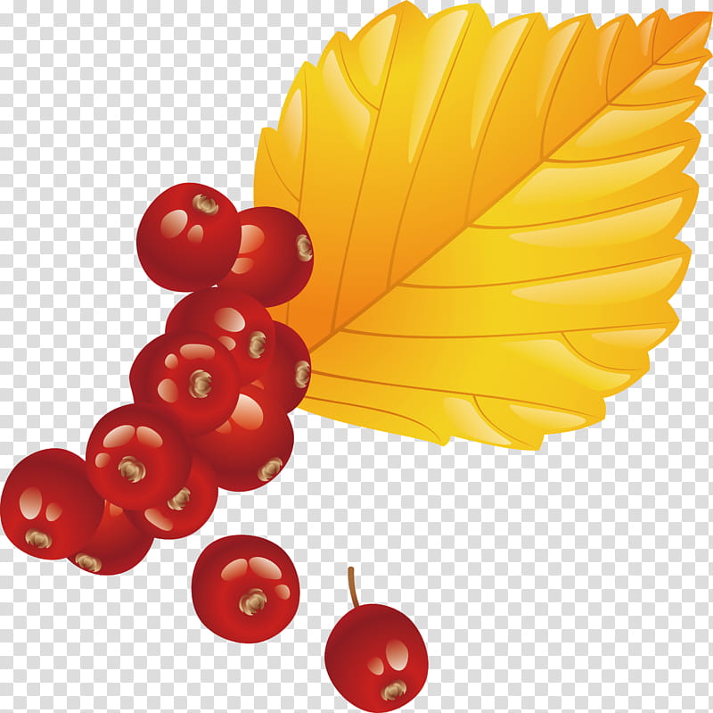 Holly, Leaf, Plant, Berry, Fruit, Currant, Tree, Viburnum transparent background PNG clipart