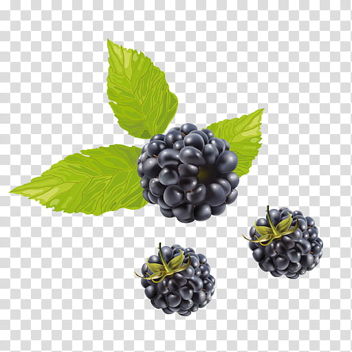 Fruit, Blueberry Tea, Raspberry, Boysenberry, Berries, Red Raspberry, Bilberry, Dewberry transparent background PNG clipart