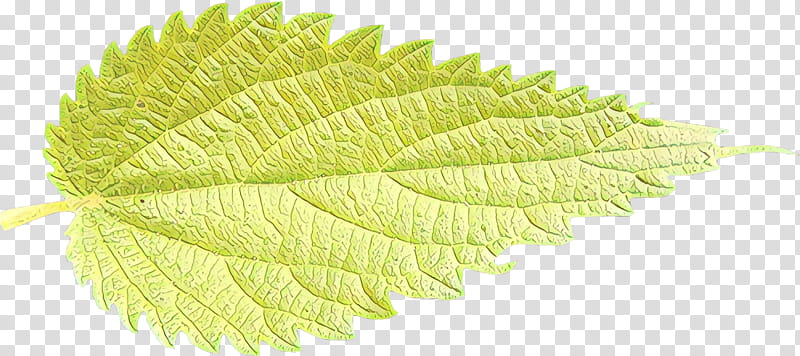 leaf plant tree flower grey alder, Cartoon, Siberian Elm, Swamp Birch, Slippery Elm transparent background PNG clipart