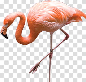 pink flamingo transparent background PNG clipart