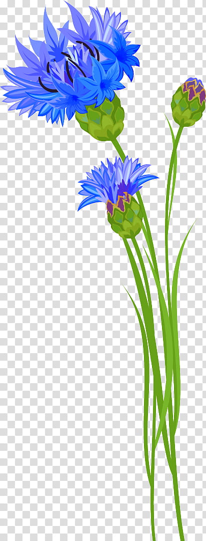 Flowers, Cornflower, Vascular Plant, Dress, Drawing, Floral Design, Petal, Knapweeds transparent background PNG clipart