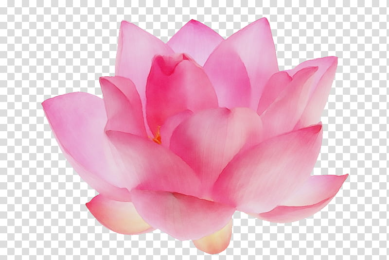 Cherry Blossom, Flower, Rose, Pink, Aesthetics, Pink Flowers, Floral Design, Pastel transparent background PNG clipart