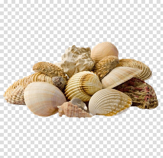 Picsart, Mussel, Cockle, Seashell, Beach, Clam, Bivalve, Food transparent background PNG clipart