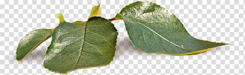 green leaves transparent background PNG clipart green leaves transparent background PNG clipart