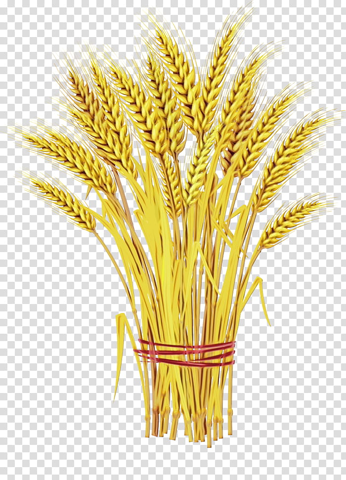 Grass Flower, Wheat, Agriculture, Cereal, Grain, Plant, Grass Family, Food Grain transparent background PNG clipart