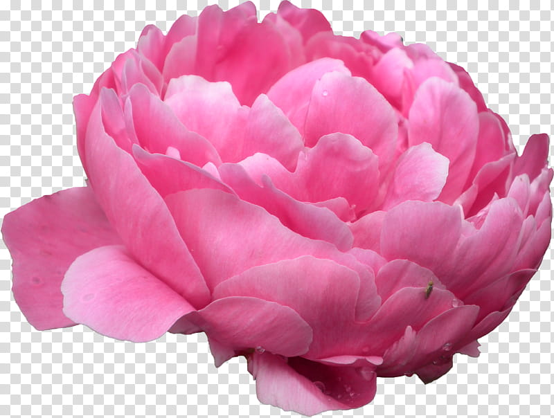 Peony , pink petaled flowers in bloom transparent background PNG clipart
