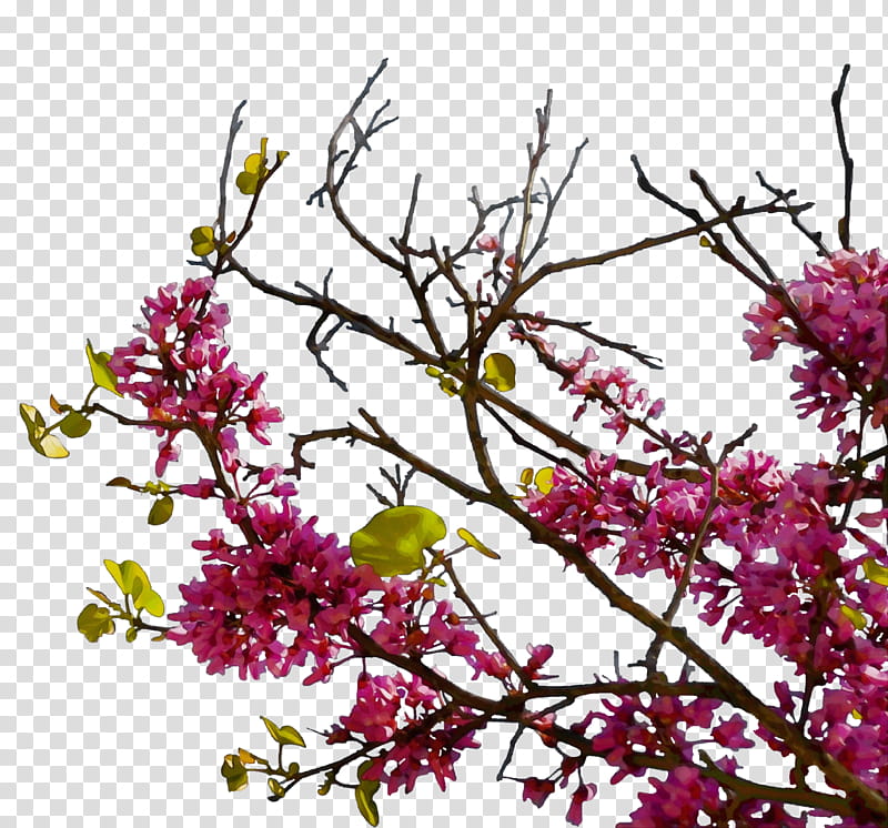 flower plant branch lilac tree, Watercolor, Paint, Wet Ink, Twig, Redbud, Spring
, Red Bud transparent background PNG clipart