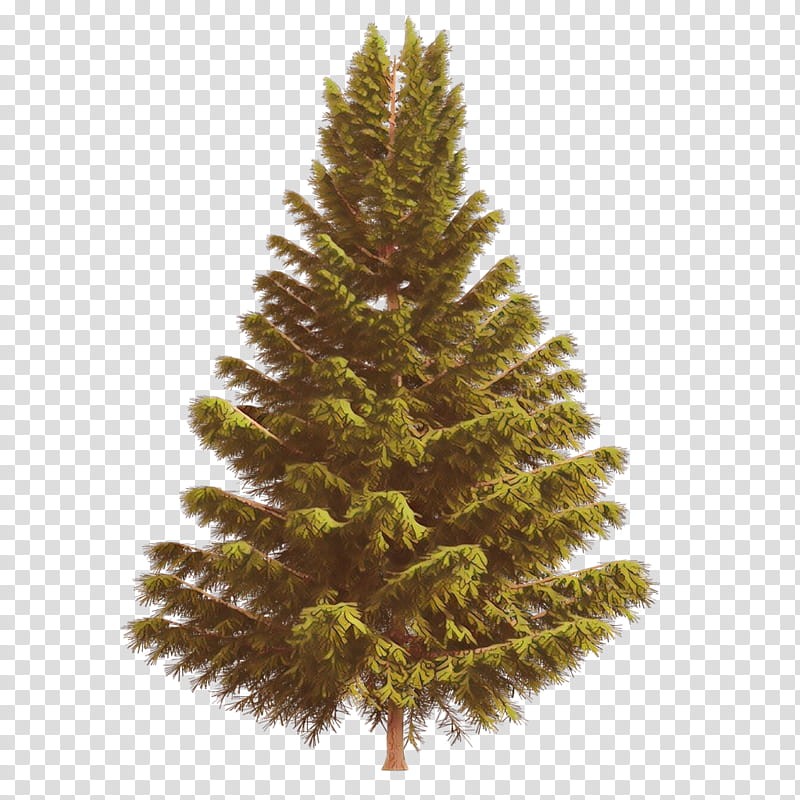 shortleaf black spruce columbian spruce balsam fir sugar pine tree, White Pine, Yellow Fir, Colorado Spruce, Lodgepole Pine, Red Pine transparent background PNG clipart