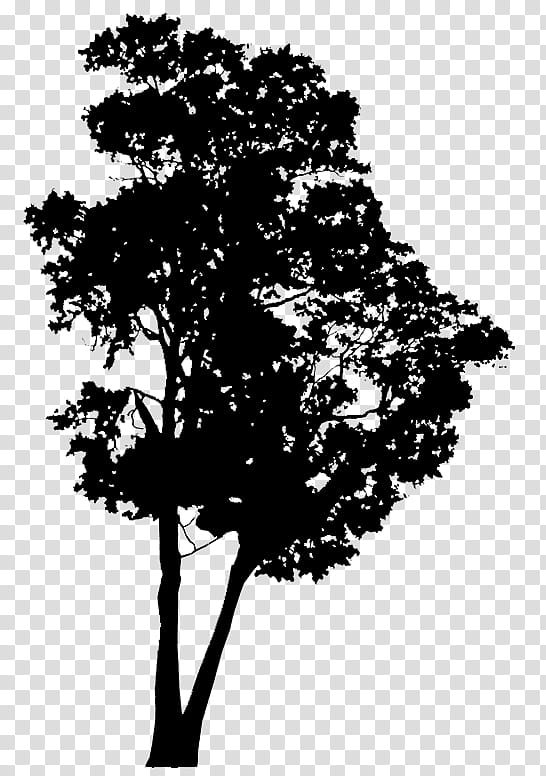 Oak Tree Silhouette, Plants, Leaf, Plant Stem, Woody Plant, Blackandwhite, Branch, Plane transparent background PNG clipart