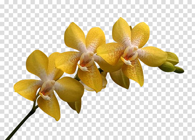Flowers, Orchids, Christmas Orchid, Cattleya Percivaliana, Yellow, Singapore Orchid, Cut Flowers, Doritaenopsis transparent background PNG clipart