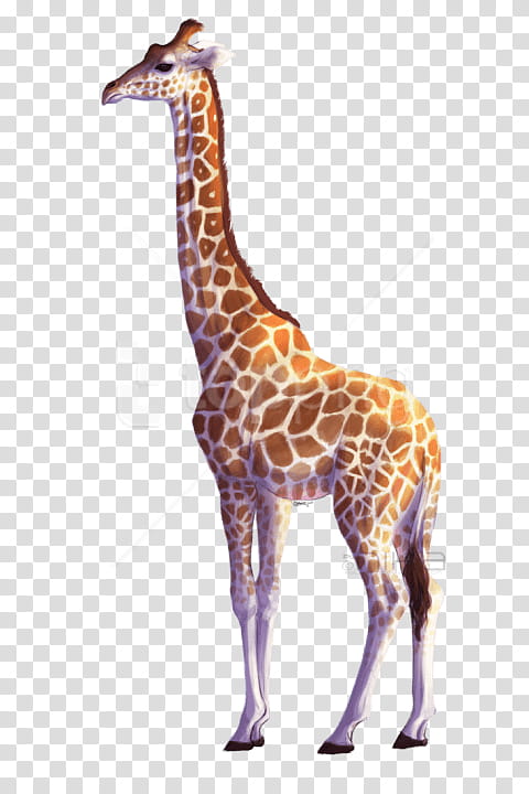 Giraffe, Northern Giraffe, Drawing, Giraffidae, Wildlife, Animal Figure, Neck, Snout transparent background PNG clipart