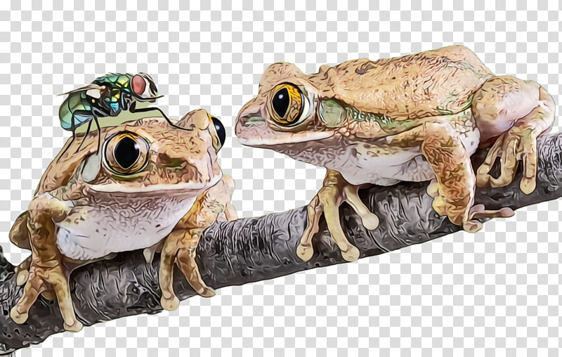 frog toad true frog tree frog bullfrog, Watercolor, Paint, Wet Ink, Shrub Frog, Wood Frog, True Toad transparent background PNG clipart