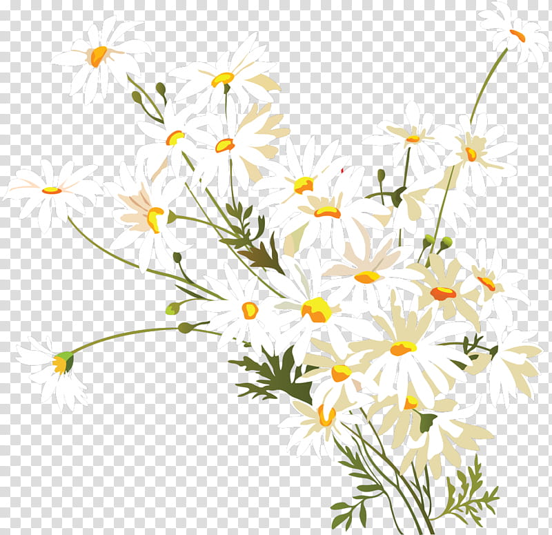Drawing Of Family, Common Daisy, Daisy Family, Chamomile, Flower, Watercolor Painting, Oxeye Daisy, Floral Design transparent background PNG clipart