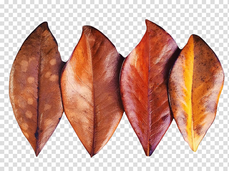 , three dried leaves transparent background PNG clipart