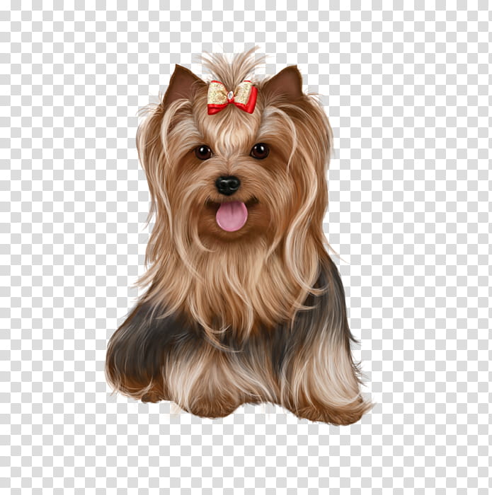 Christmas Day, Yorkshire Terrier, Biewer Terrier, Puppy, Cairn Terrier, Pet, Breed, Animal transparent background PNG clipart