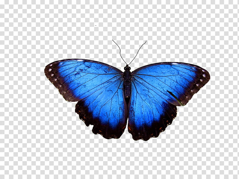 Summer, blue and black butterfly art transparent background PNG clipart