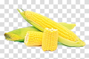 corn kernels corn on the cob corn sweet corn yellow, Watercolor, Paint, Wet Ink, Food, Vegetarian Food, Vegetable, Cuisine transparent background PNG clipart thumbnail