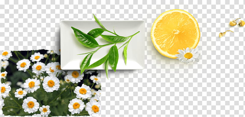 Lemon Flower, Tea, Chamomile, Superfood, Web Design, Antioxidant, Health Fitness And Wellness, Plant transparent background PNG clipart