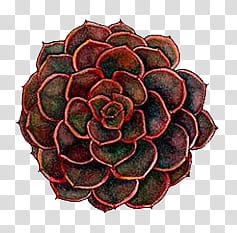 WaterColor, red and brown succulent plant transparent background PNG clipart