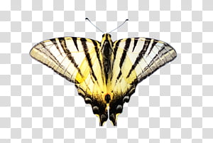 moths and butterflies butterfly insect papilio machaon zebra swallowtail, Watercolor, Paint, Wet Ink, Pollinator, Swallowtail Butterfly, Brushfooted Butterfly transparent background PNG clipart thumbnail