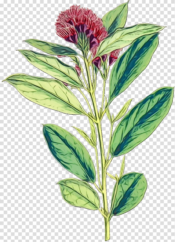 Flower Amaranth Plants Leaf Alamy, Watercolor, Paint, Wet Ink, Herbaceous Plant, Zigzag Clover, Gentiana transparent background PNG clipart