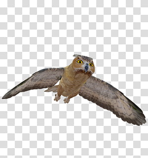 E S Owl, brown and black owl transparent background PNG clipart thumbnail