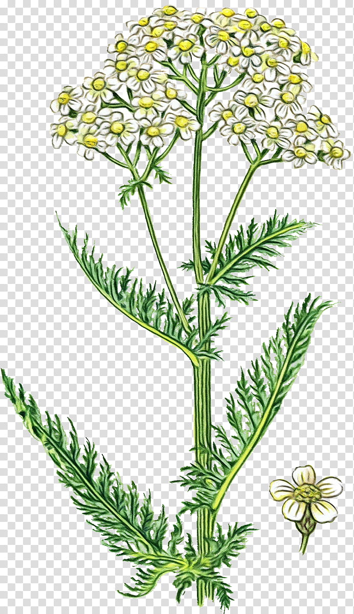 Cow, Tansy, Cow Parsley, Fennel, Sweet Cicely, Herbalism, Caraway, Umbellifers transparent background PNG clipart