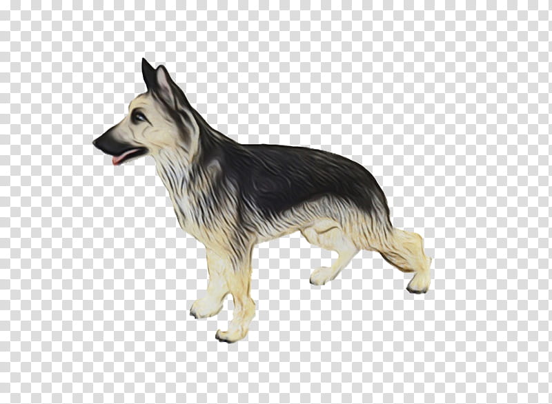 dog german shepherd dog working dog rare breed (dog) tervuren, Watercolor, Paint, Wet Ink, Rare Breed Dog transparent background PNG clipart