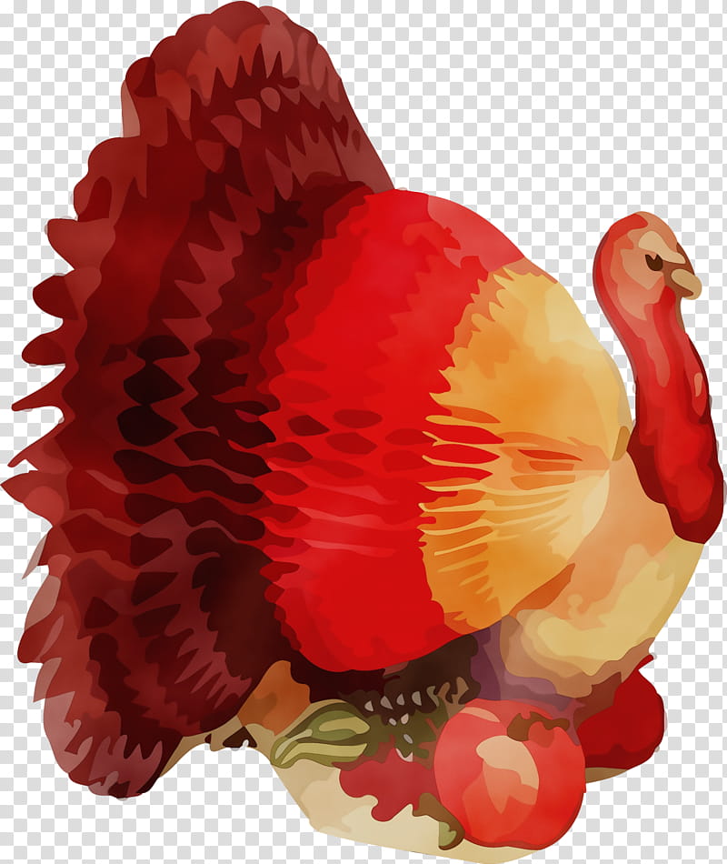 red turkey bird coquelicot, Thanksgiving Turkey , Watercolor, Paint, Wet Ink transparent background PNG clipart