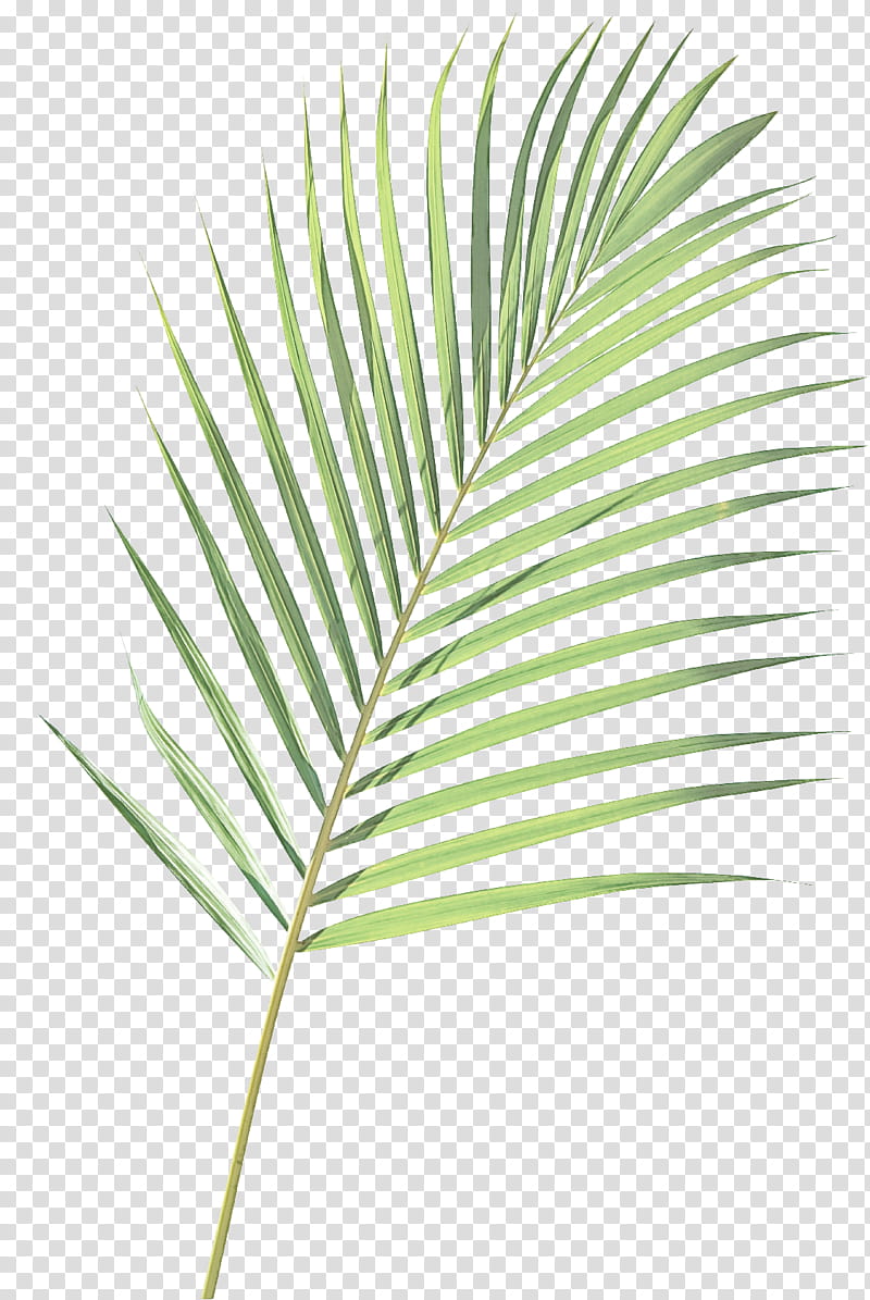Palm tree, Leaf, Plant, Arecales, Woody Plant, Terrestrial Plant, Flower, Elaeis transparent background PNG clipart