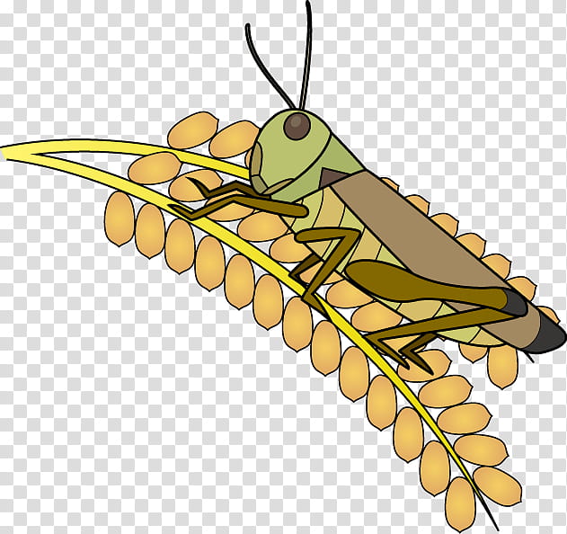 Leaf Fly, Catantopidae, Insect, Locust, M 0d, Caelifera, Lepidoptera, Pollinator transparent background PNG clipart