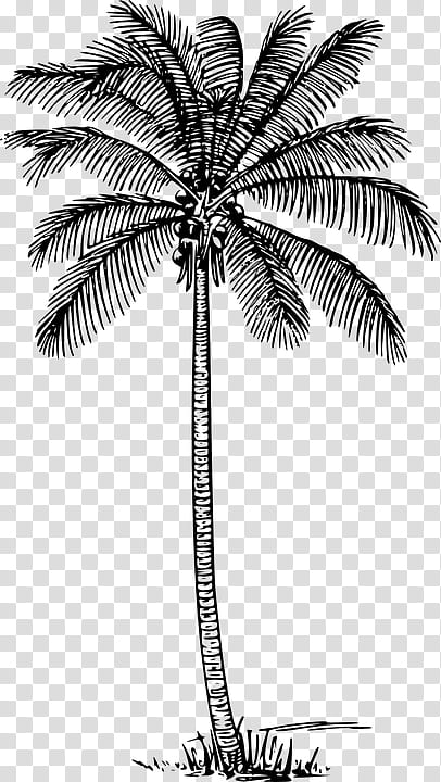 Coconut Leaf Drawing, Palm Trees, Silhouette, White, Arecales, Plant, Woody Plant, Blackandwhite transparent background PNG clipart