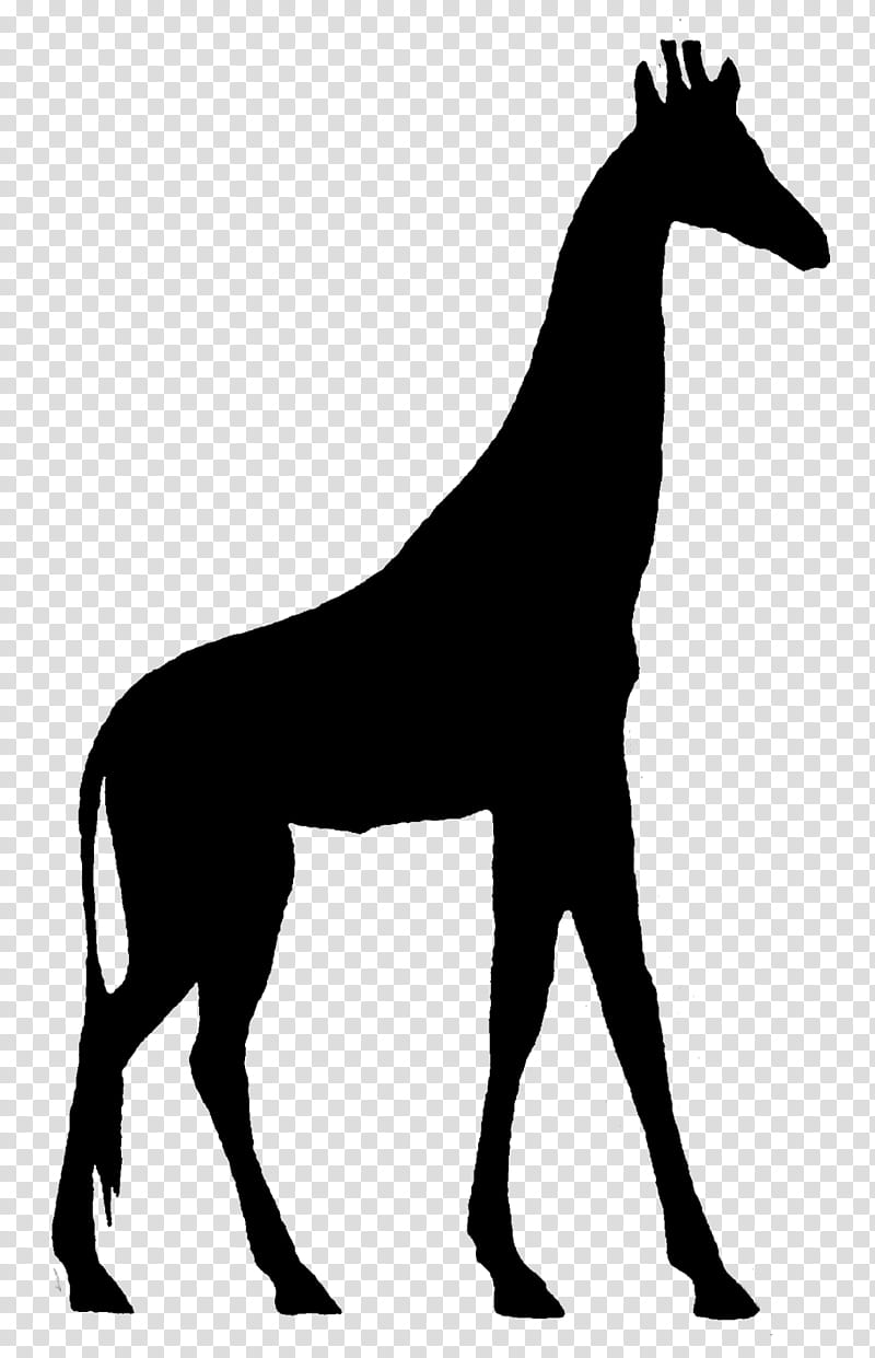 Animal, Mustang, Giraffe, Stallion, Black White M, Neck, Silhouette, Colts Manufacturing Company transparent background PNG clipart