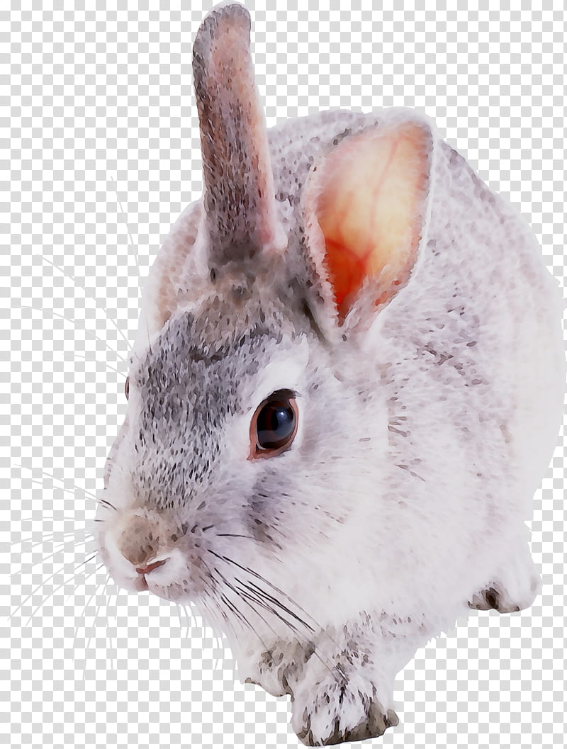 Wood, Chinchilla, Hare, Whiskers, Fur, Computer Mouse, Rabbit, Snout transparent background PNG clipart