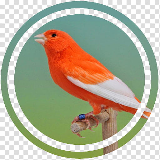 Bird, Red Factor Canary, Pet, Nest, Canary Islands, Atlantic Canary, Android, Species transparent background PNG clipart