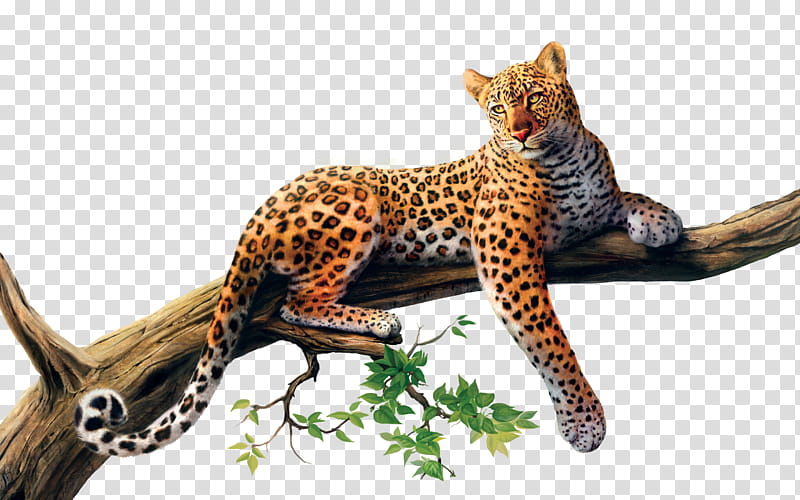 Jaguar   , leopard perched on tree branch art transparent background PNG clipart